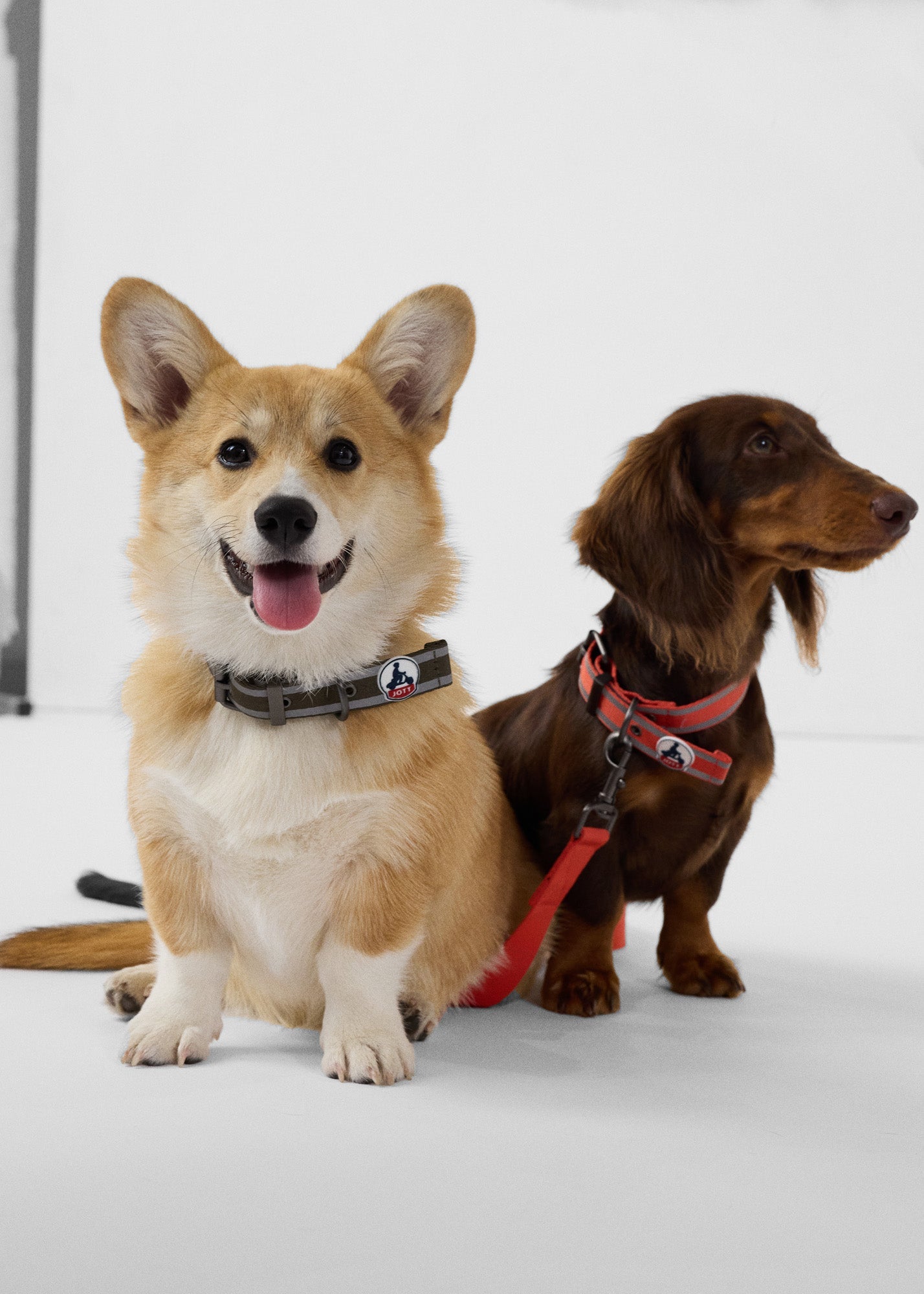 Collier pour chien Rouge feu Pancho
