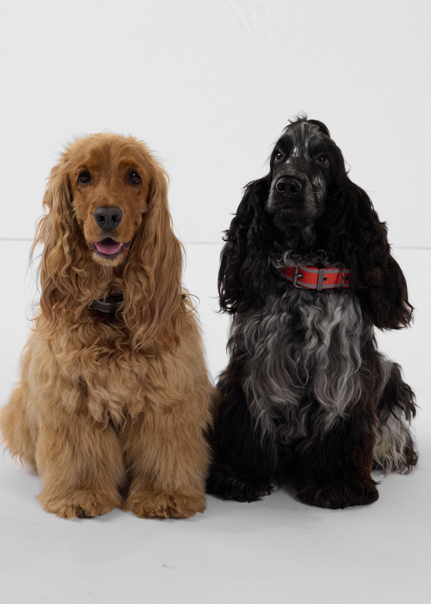 Collier pour chien Rouge feu Pancho